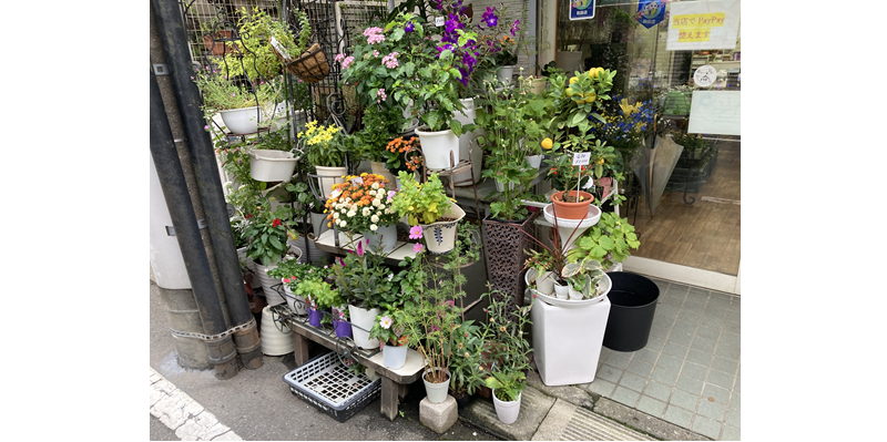 杉並区　/　花屋